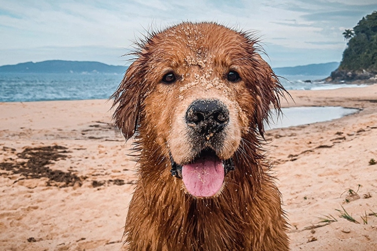 Pas prekirven peskom usled igre na plaži