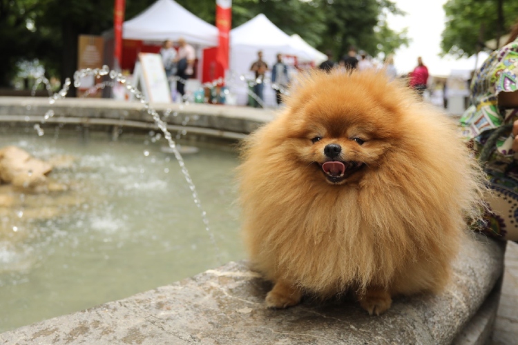 odrzan-drugi-po-redu-festival-pasa-svih-rasa-ulicni-psi-na-kalemegdanu-1