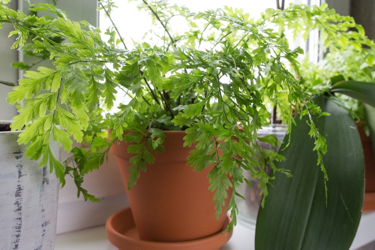 feng-shui-sobno-cvece-2