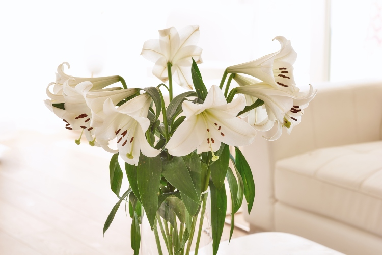 feng-shui-sobno-cvece-6