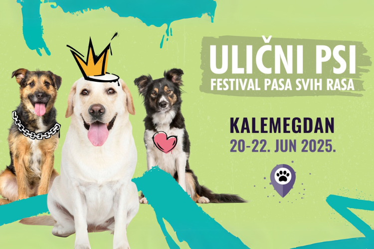 festival-pasa-svih-rasa-ulicni-psi-tradicionalno-na-kalemegdanu-1