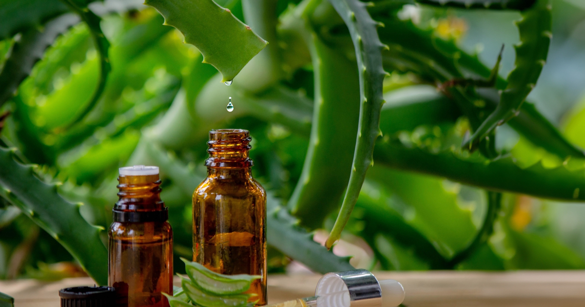 aloe vera pflanze kaufen wo Aloe Vera Pflanze - echter Aloe Vera main image 1