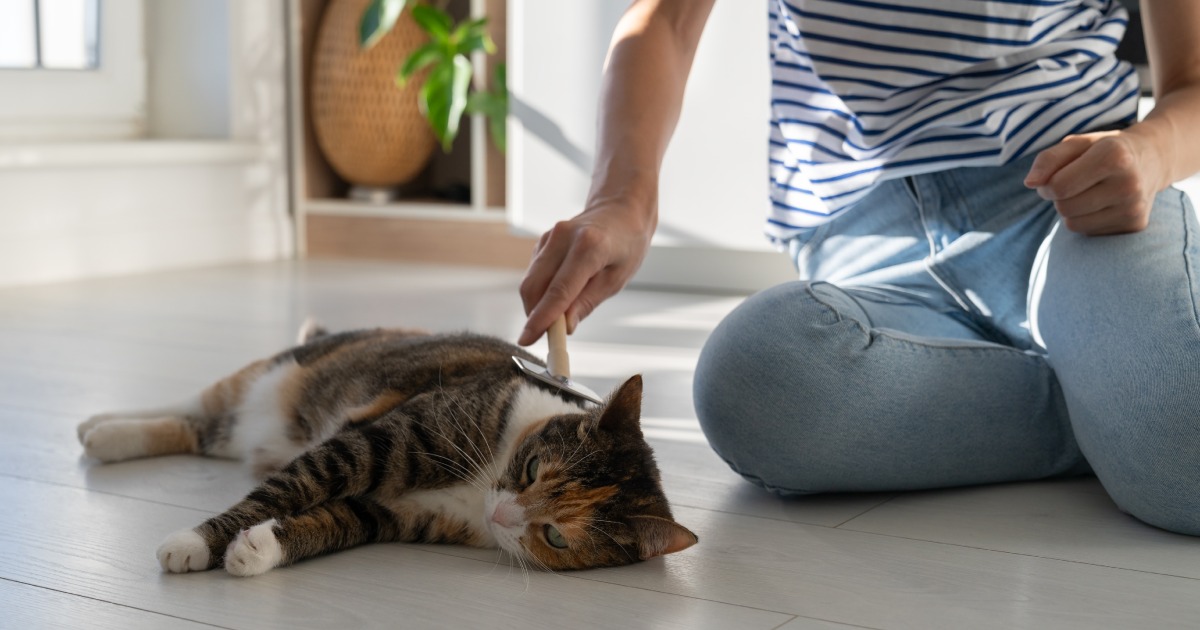chăm mèo riêng biệt đà nẵng