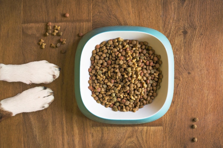 Zašto pas odbija da jede: 4 potencijalna razloga