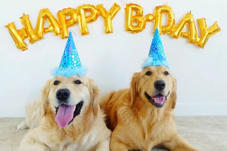Jedinstveni načini da proslavite rođendan vašeg psa