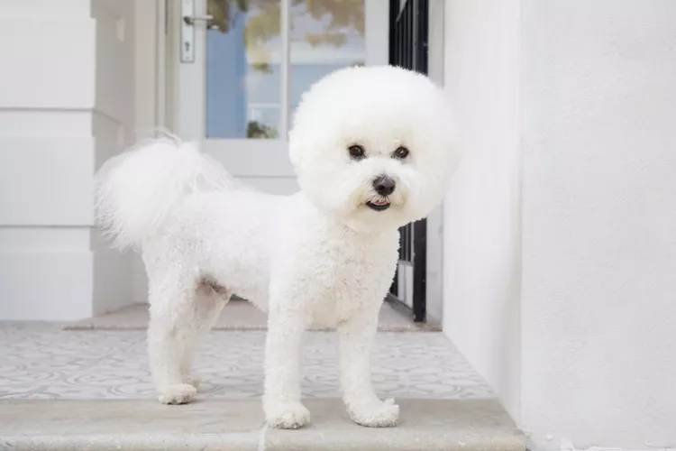 Lepotani u belom: rase pasa koje imaju isključivo belu dlaku