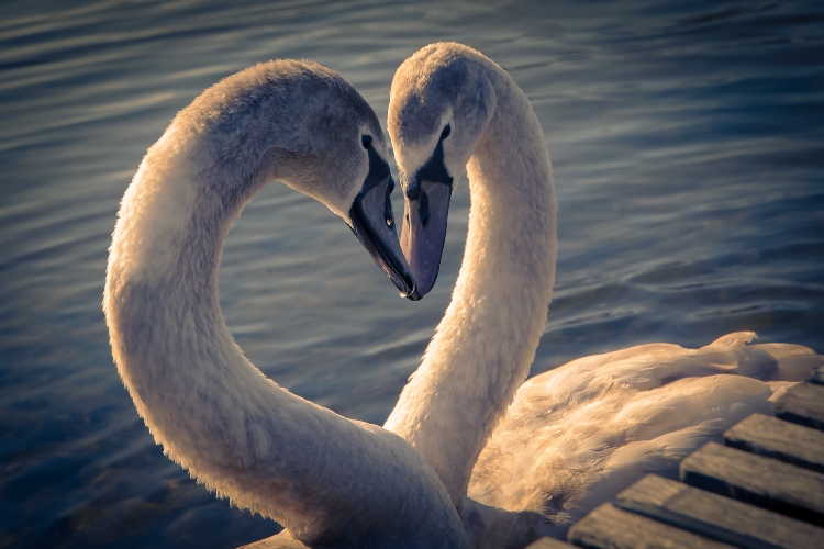 10 životinja koje su romantičnije od ljudi