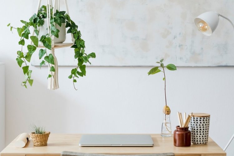 Stars & Plants: Biljke koje treba uključiti u svoj dom u zavisnosti od vašeg horoskopskog znaka