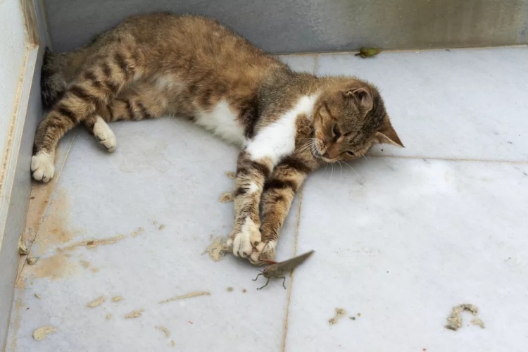 Toksični i bezbedni insekti za mačke