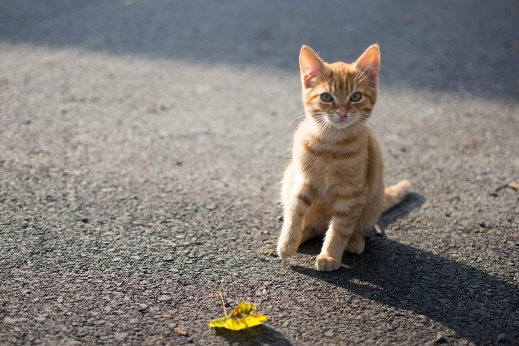 Briga o mački lutalici: nekoliko ključnih saveta