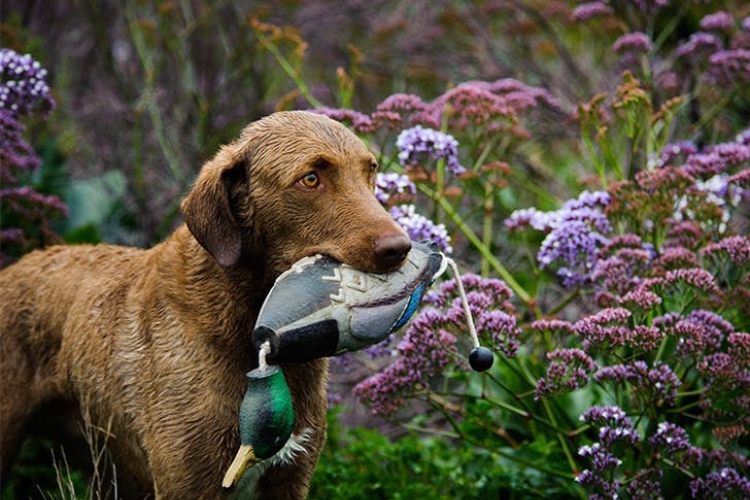 Lovačke rase pasa koje predstavljaju najhrabrije saputnike