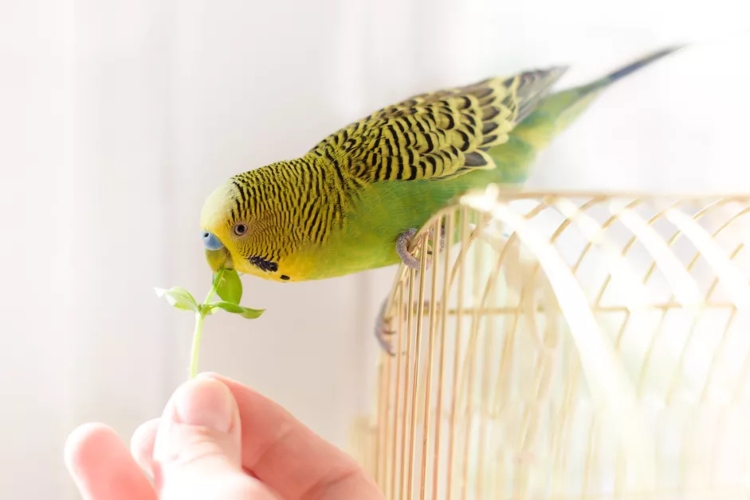Da li bi svom detetu trebalo da kupite pticu kao kućnog ljubimca?