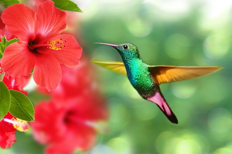 3 vrste ptica koje mogu zaštititi vašu baštu od štetočina