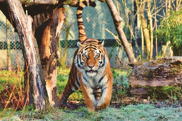 Kako da poseta Zoo vrtu bude edukativno iskustvo za decu?