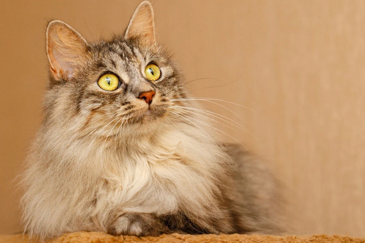 Mačke duge dlake: lepotice među krznenim lopticama