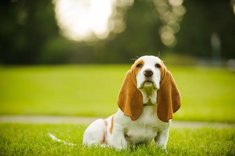 Psi sa dugim ušima koje im daju posebno šarmantan izgled