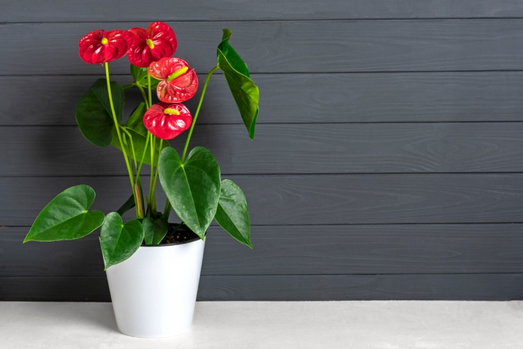 Anthurium - neobina biljka u vaem domu