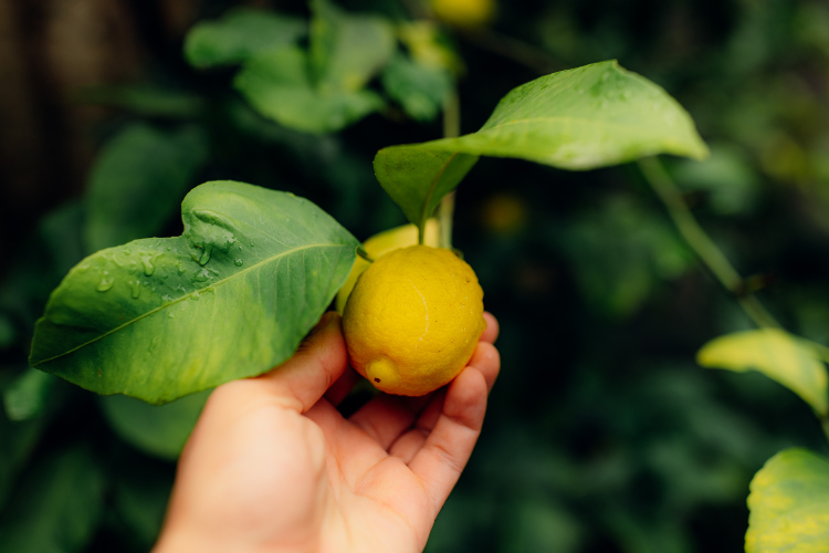 Top 10 zdravstvenih prednosti limuna
