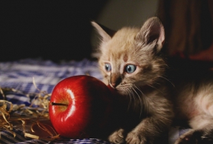 Mačke i voće: šta je dozvoljeno, a šta izbegavati po svaku cenu?