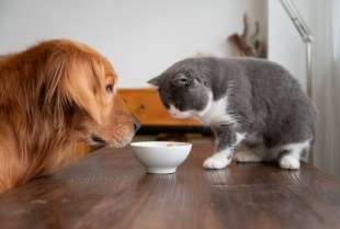 Da li mačke i psi mogu da piju vodu iz iste posude?