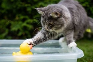 Zašto mačke vole da „šamaraju“ stvari?