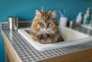 Zašto mačka odjednom vrši nuždu u vašoj sudoperi?