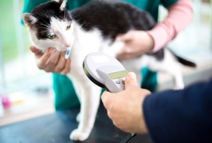 Mikročipovanje mačaka – prednosti i mane