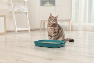 Šta možete da uradite ako vaša mačka odbija svoju kutiju sa posipom?