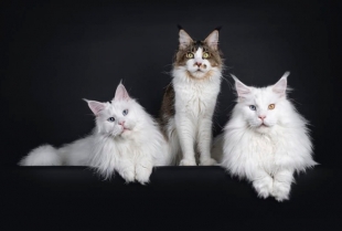 Udomljavanje treće po redu mačke: šta je potrebno da znate?