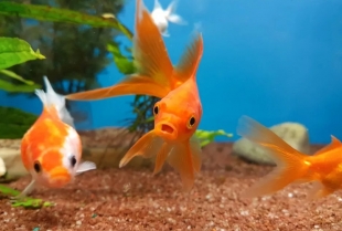 Koliko dugo žive zlatne ribice?