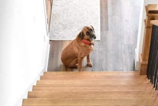 Šta možete da uradite ako se vaš pas plaši stepenica?