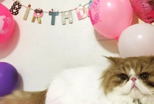 Zabavni načini da proslavite rođendan svoje mačke