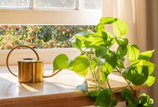 Sobne biljke koje unose pozitivnu energiju u svaki dom