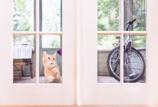 Zašto mačka mjauče ispred vrata?