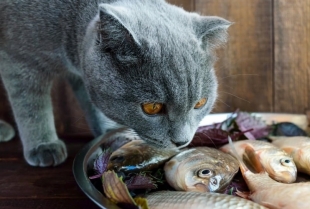 Zašto mačke vole ribu?