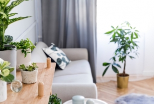 Oaza u vašem domu - kako da izaberete i negujete sobne biljke
