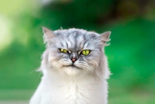 Da li su persijske mačke zle?