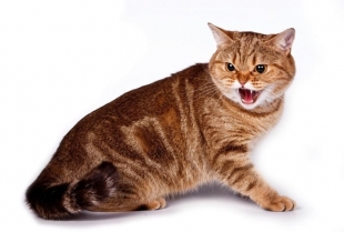 Zašto su ženske mačke agresivnije od muških?