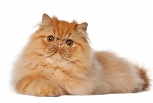 Zašto su persijske mačke tako skupe?