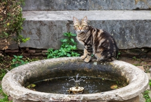 Da li mačke vole fontane?