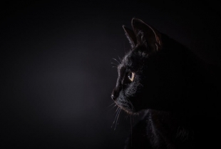 Kakva je narav crnih mačaka?