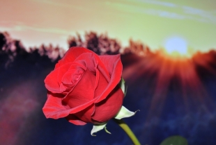 Crvene ruže: šta znače kada je ljubav u pitanju?