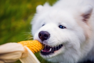 Da li psi smeju da jedu kukuruz?