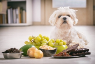 Da li vaš pas treba da jede meso, šargarepu ili ovas