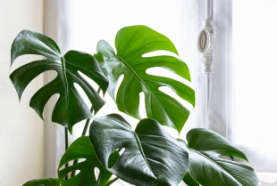 5 najlepših visokih i velikih sobnih biljaka za vaš dom