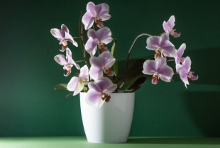Zašto orhideja ne cveta? Evo nekoliko najvažnijih razloga!