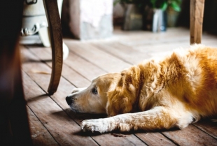 Pet znakova da je vaš pas depresivan