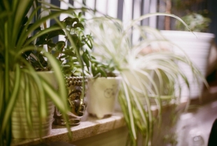 7 sobnih biljaka koje vole sunčane prozore