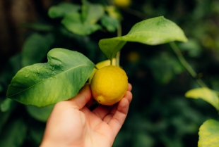 Top 10 zdravstvenih prednosti limuna