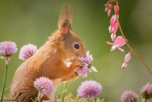 20 slatkih životinja koje očekuju dolazak proleća